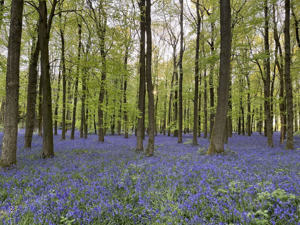 bluebells in the woods